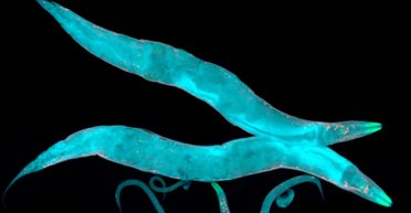 Больше общего, чем мы думаем. С помощью червей ученые хотят улучшить здоровье астронавтов