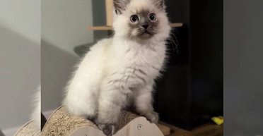 Женщина приютила крошечного котенка: через несколько месяцев ее ждал сюрприз (фото)