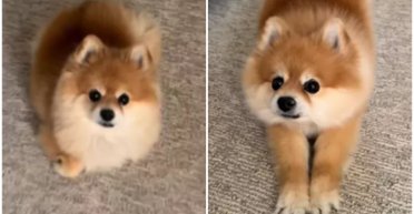 Жінка прихистила вуличного кота, а потім помітила щось незвичайне у своїй собаці (фото)