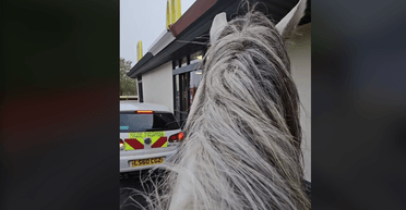 "Не думав, що обслужать": чоловік зробив замовлення у McDonald's верхи на коні (відео)