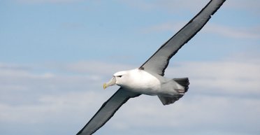 Исчезающая галапагосская птица показалась в неожиданном месте: в 4800 км от места гнездования