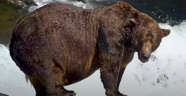 Самый толстый медведь мира: зверь с травмой челюсти победил с рекордным количеством голосов (видео)