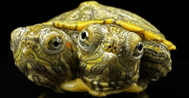 Кілька разів рятували від смерті: двоголова черепаха стала інтернет-зіркою (фото)