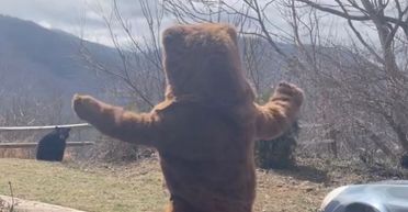 Чоловік одягнув костюм ведмедя, щоб відлякати справжнього звіра: що той зробив у відповідь