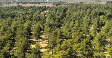 Велика зелена стіна: найбільшу пустелю Китаю перетворили на поглинач вуглекислого газу (фото)