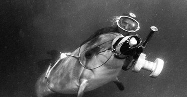 Охотятся на украинский спецназ: РФ перебазировала в Крым боевых дельфинов, — СМИ