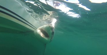 Гигантскую большую белую акулу заметили в неожиданном месте: ее поведение было необычным (фото)