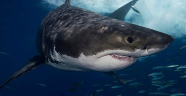 Непохож на белую акулу. Ученые выясняют, как на самом деле выглядел мегалодон