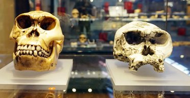 Самый ранний вид человека, возможно, вовсе не человек: что говорят ученые