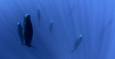 Необхідне повітря, але й сон: як морські ссавці сплять під водою (фото)