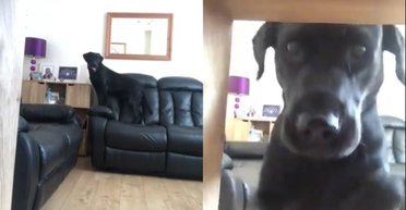 Лабрадор схопив зубами камеру спостереження і зняв "екскурсію" будинком (відео)