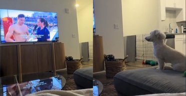 Собака дивився телевізор і впізнав свого господаря: реакція вихованця здивувала людей