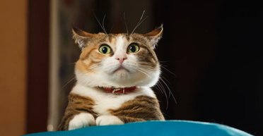 Кошки тоже любят играть в игру "принеси", но по своим правилам: в чем суть