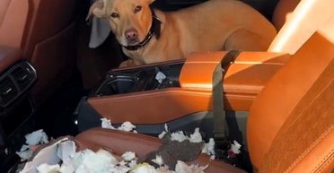 Справжній хаос: собака влаштувала погром у дорогому спорткарі свого господаря (відео)