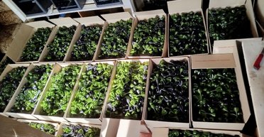 "Маленькая ракета добра": ВСУ получат бомбы для сбросов, из запчастей, напечатанных на 3D-принтере (фото)