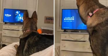 Реакція німецької вівчарки на телешоу переконала власника, що його пес вміє читати (відео)