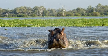 Утащил на дно, а потом подбросил в воздух: бегемот едва не убил туриста в Африке