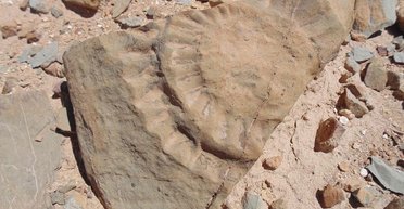 В Чили впервые в истории Южного полушария обнаружили "крылатую ящерицу"