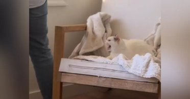 Жінка взяла додому перелякану дику кішку, але припустилася фатальної помилки