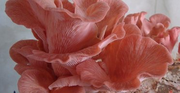 Грибы-оккупанты: увлечение выращивать грибы в домашних условиях может иметь неожиданные последствия