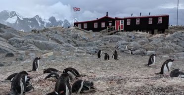 Далеко від цивілізації: в Антарктиді з'явилася вакансія "няньок" для пінгвінів (фото)