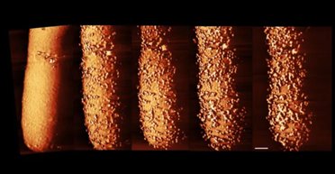 Корчится и покрывается сыпью: как умирает бактерия от антибиотика в режиме реального времени (фото)