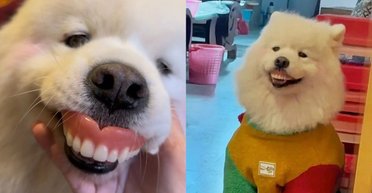 Секрет ідеальної посмішки розкрито: пес "запозичив" протези господині (фото)