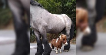 Наймініатюрніший кінь у світі нижчий за однорічну дитину: який його зріст (відео)