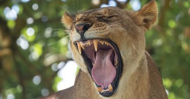 В Хмельницком сбежали два льва: "Неизвестные сломали замки на дверях"