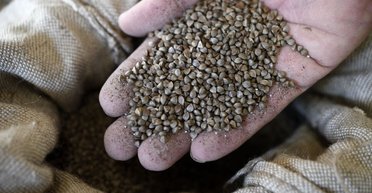 Гречка – на вес золота. Почему Украина может столкнуться с дефицитом крупы