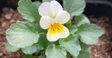 Миллионы лет эволюции пошли прахом: растения уже не полагаются на насекомых-опылителей