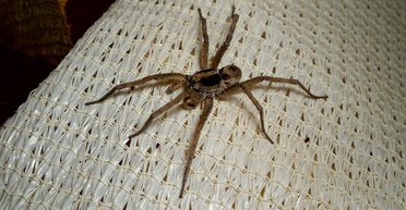 Несподівані наслідки: павук вкусив чоловіка, відклавши яйця в пальці його ноги