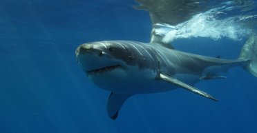 Залишається загадкою: відвідувач пляжу знайшов велику білу акулу без голови