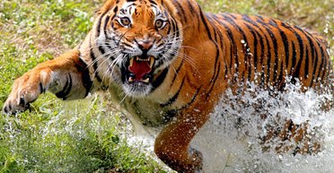 Лучшие фото кошек 2021: львята из Лейпцига, леопард в отеле и гепард, которого спасли в Сомали