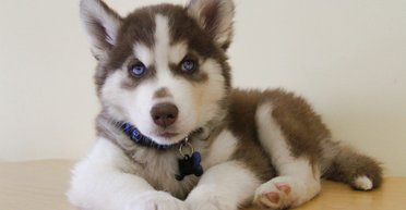 Ученые объяснили, как правильно ухаживать за щенками