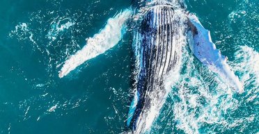 В поиске теплых вод: мужчина показал невероятные кадры миграции горбатых китов (фото, видео)