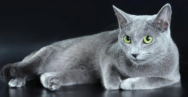 Справжні богатирі: топ-10 котів із міцним здоров'ям