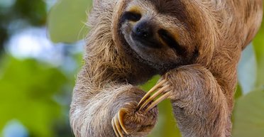 Лихоманка лінивця вперше в історії дісталася Європи: що це таке