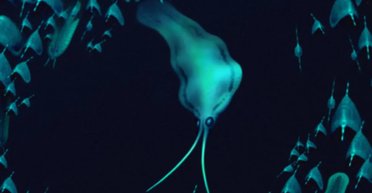 "Неспростовний доказ": вчені розгадали таємницю кальмарів, яким понад 500 млн років