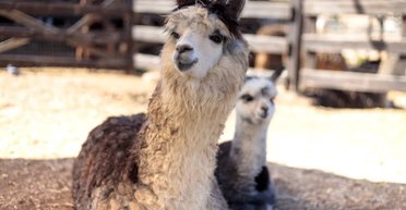Зіткнулася зі спалахом гніву: жінка за секунду пошкодувала, що погладила альпаку (відео)