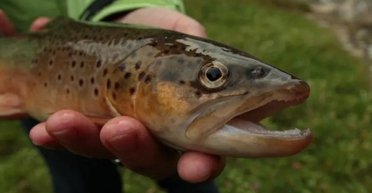 Посреди белого дня: в Иране выпал рыбный дождь, почему так произошло (видео)