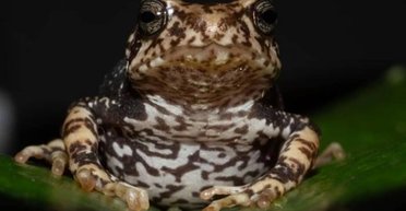 Названы жабы, восставшие против природы: земноводные отказываются быть головастиками