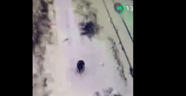 Вытянул счастливый билет: оккупант единственный выжил из штурмовой группы и сдался в плен дрону ВСУ (видео)