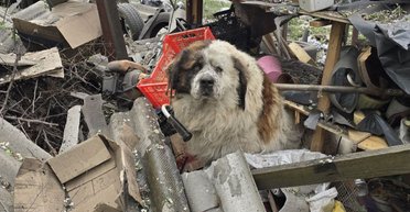 "Авіабомба влучила зовсім поруч": після удару по Дергачах дивом вижив пес Річард (фото)