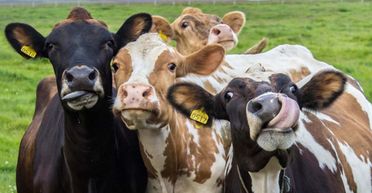 Мужчина включил музыку для стада коров: он понятия не имел, что может произойти дальше (видео)