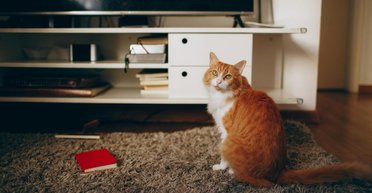 Владелец оставил кота одного лишь на одну ночь: то, что он увидел по возвращении, разбило ему сердце (фото)