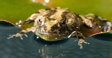 Способно навредить Земле, но делает лягушек сексуальнее: на берегу пруда найдено нечто странное
