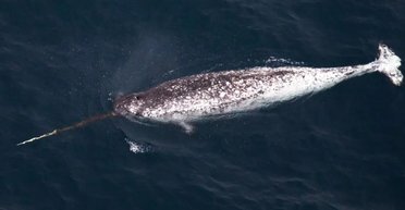 Морской единорог: зачем на самом деле этим китам бивень длиной 3 метра (фото)