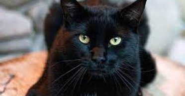 Звідки беруться народні прикмети: топ 5 забобонів