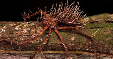 Страхітливий знімок. Біолог зафіксував "вибух" паразитичного гриба з тіла величезного павука (фото)